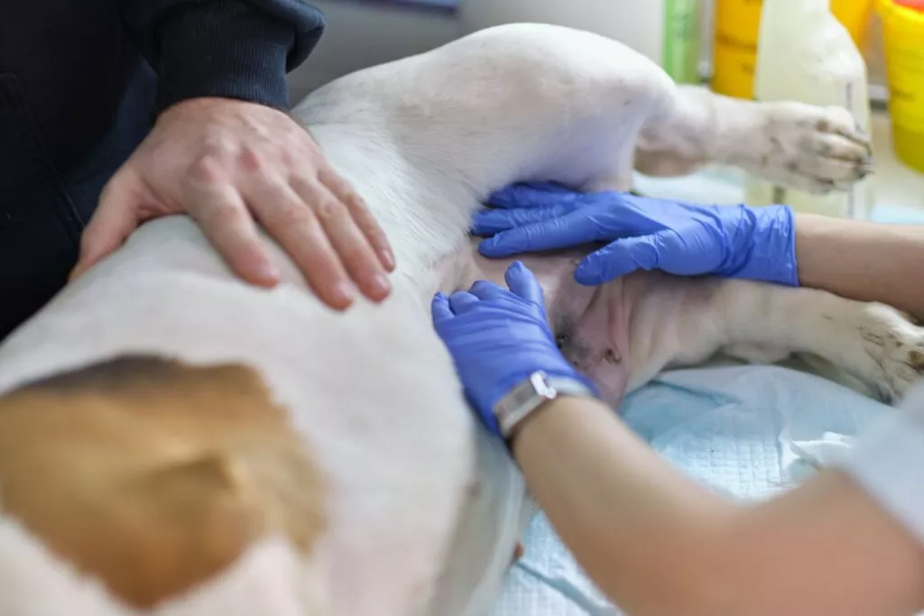 Câine la veterinar, câine alb cu maro intins pe o parte este controlat de un veterinar cu manusi albastre