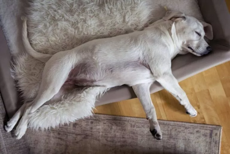 Articol despre inflamația uterină la câini. Câine alb care stă intins pe marginea unui fotoliu care are un covoraș alb pufos sub