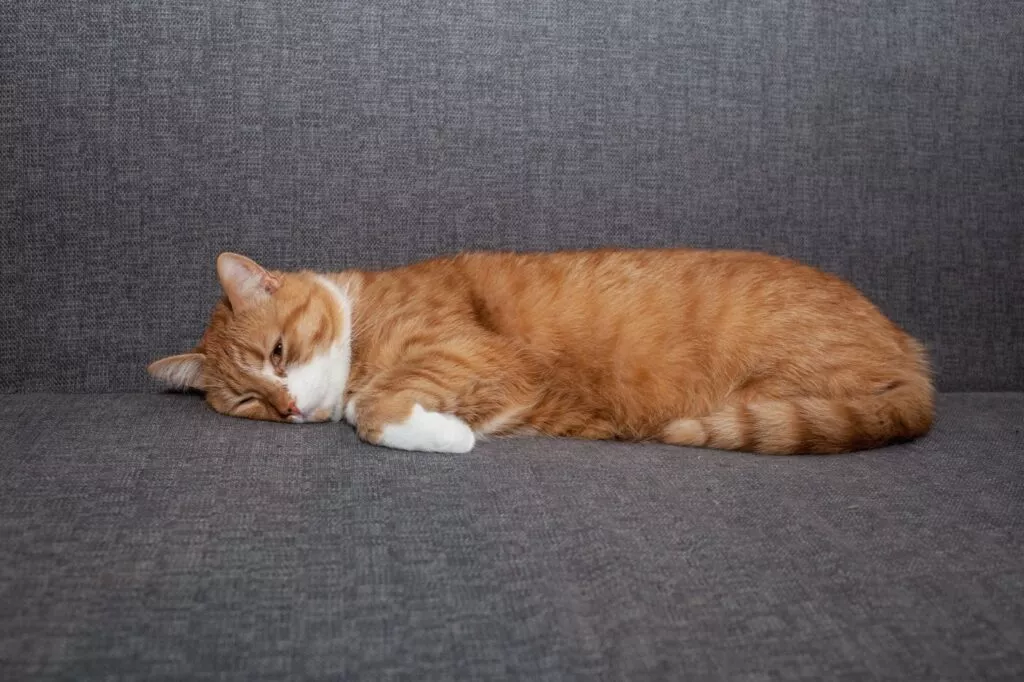 Pisică roșcată care stă întinsă pe o canapea gri