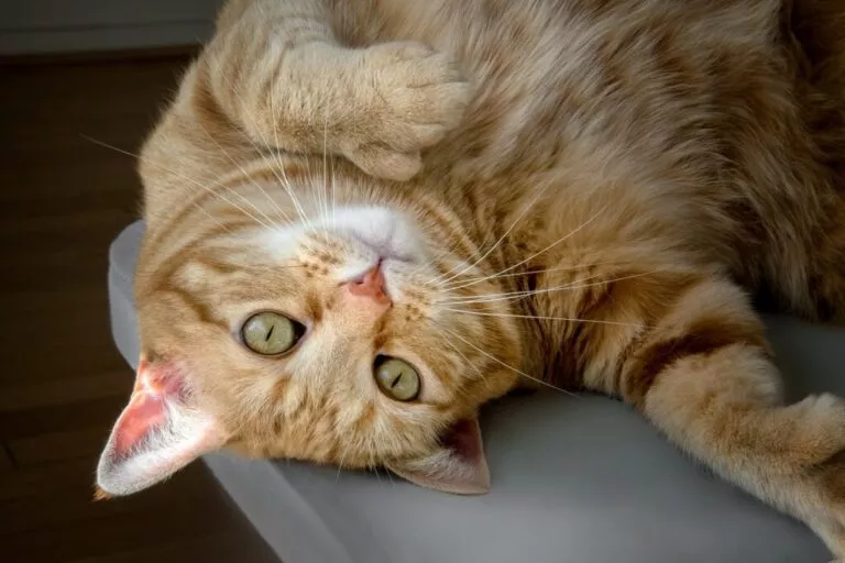 Pisică roșcată cu polidactilie care stă întinsă pe spate