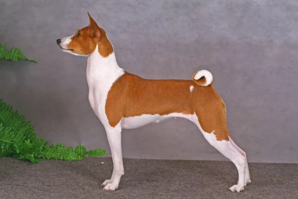 Câine din rasa basenji din profil pe fundal gri