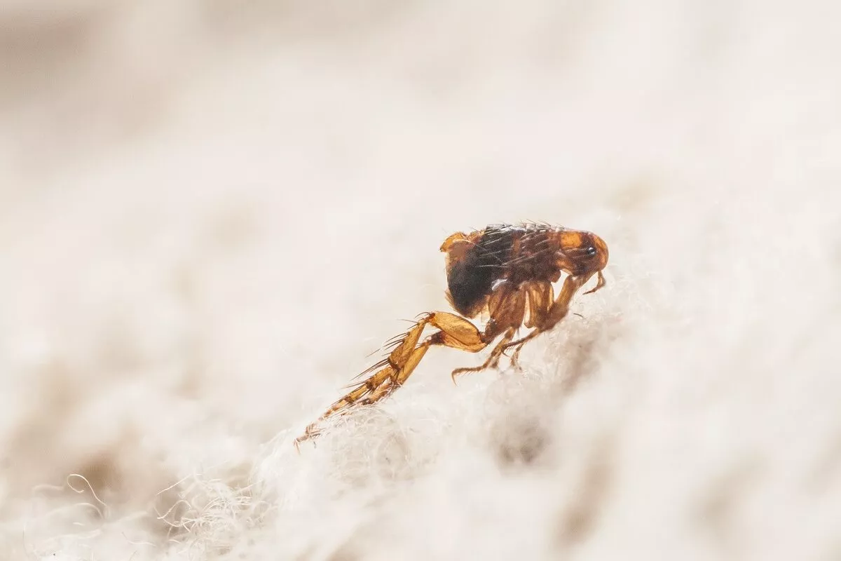 Purice (Ctenocephalides canis) pe blană albă. Poză Microscopică