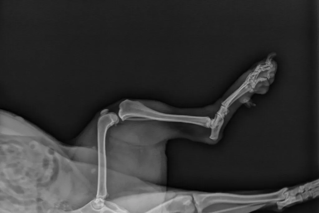 Radiografia cu raze X de câine a unei vederi mediale a genunchiului de câine