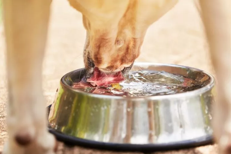 Câine însetat care bea cu poftă dintr-un bol metalic de apă, poză făcută de sub câine în timp ce bea