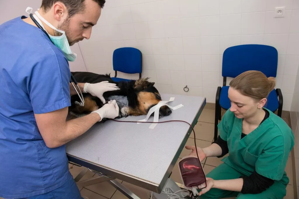 Câine căruia i se face o transfuzie la veterinar