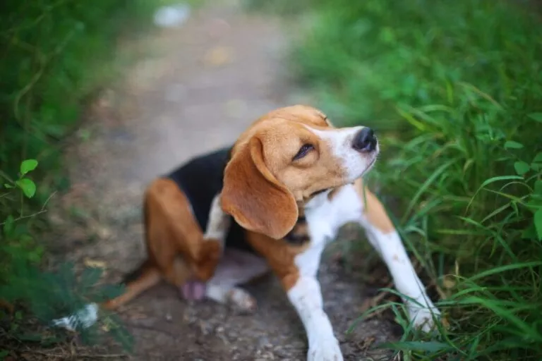 Câine Beagle care se scarpină pe iarba verde în aer liber.