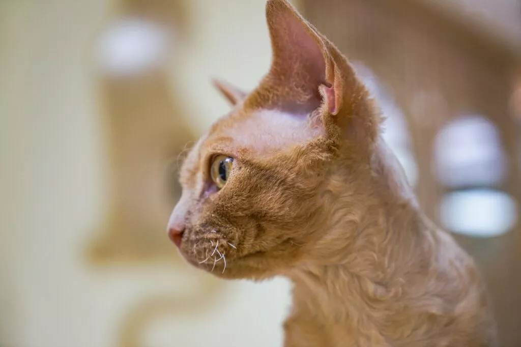 Pisică din rasa German Rex fotografiată de aproape din profil, pisica are blana de culoare blondă roșiatică și ochi verzi gălbui