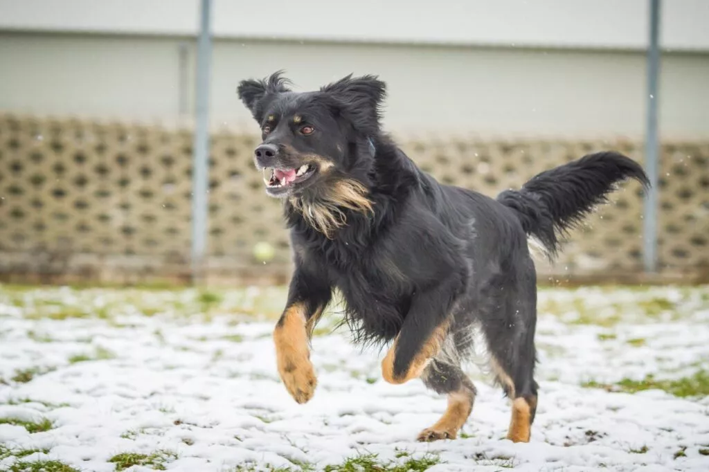 Câine Hovawart în mișcare. Câine cu blana neagră și lăbuțe maro care aleargă pe zăpadă