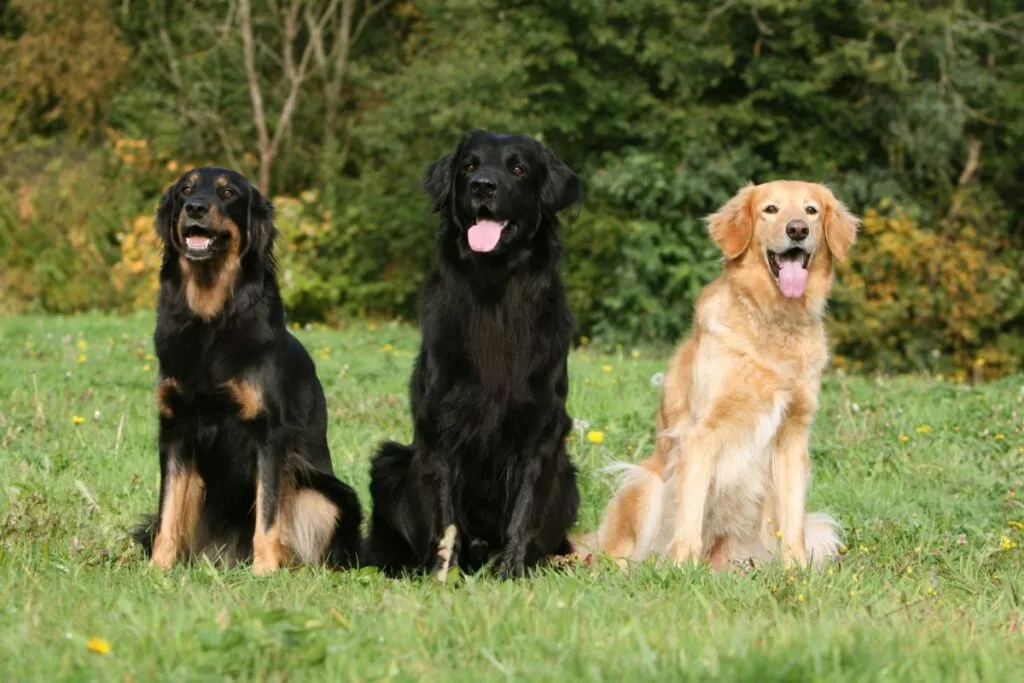trei câini dinr asa hovawart de culori diferite stând cu fața spre cameră cu gura deschisă
