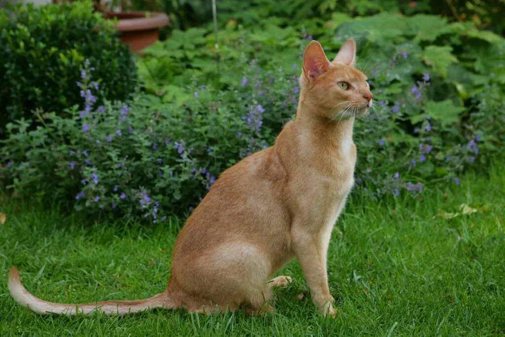Pisică abisiniană care stă în fund pe iarbă în grădină. Poză din profil