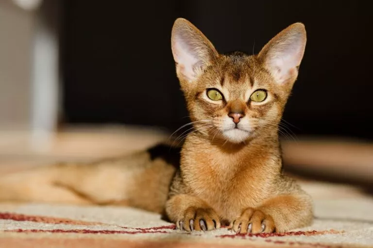 Pisica abisiniană este una dintre cele mai vechi pisici de rasă pură din Europa. Impresionează prin istoria sa fascinantă și estetica unică.