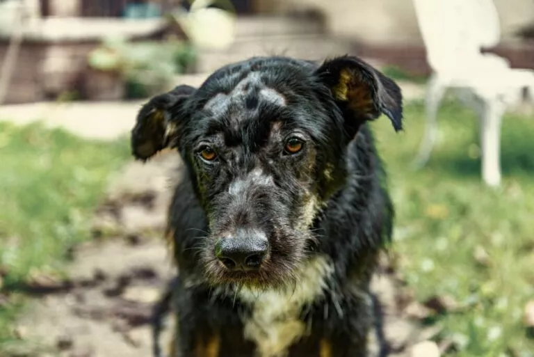 Câine negru cu pete albe, neîngrijit de talie mare infectat cu acarieni demodex