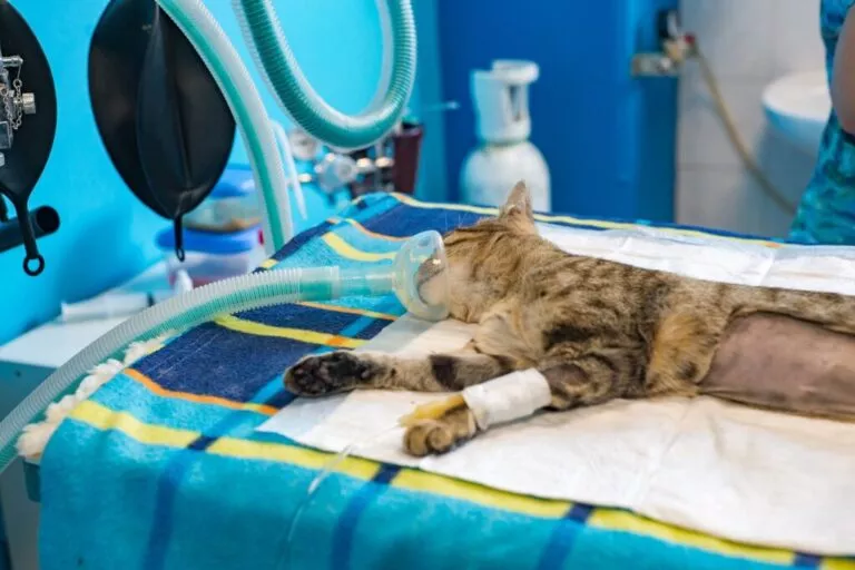 Pisică gri cu dungi negre gata de sterilizare pe masa de operație