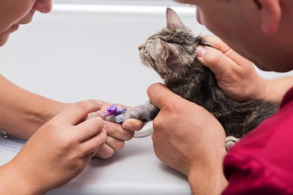 Veterinarul pune o branulă unei pisici gri, în timp ce aceasta este ținută de o a doua persoană