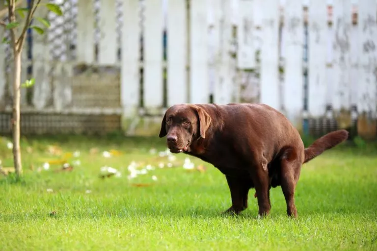 Labrador Retriever maro își face nevoile pe iarbă. Câine care își face nevoile în parc pe iarbă.