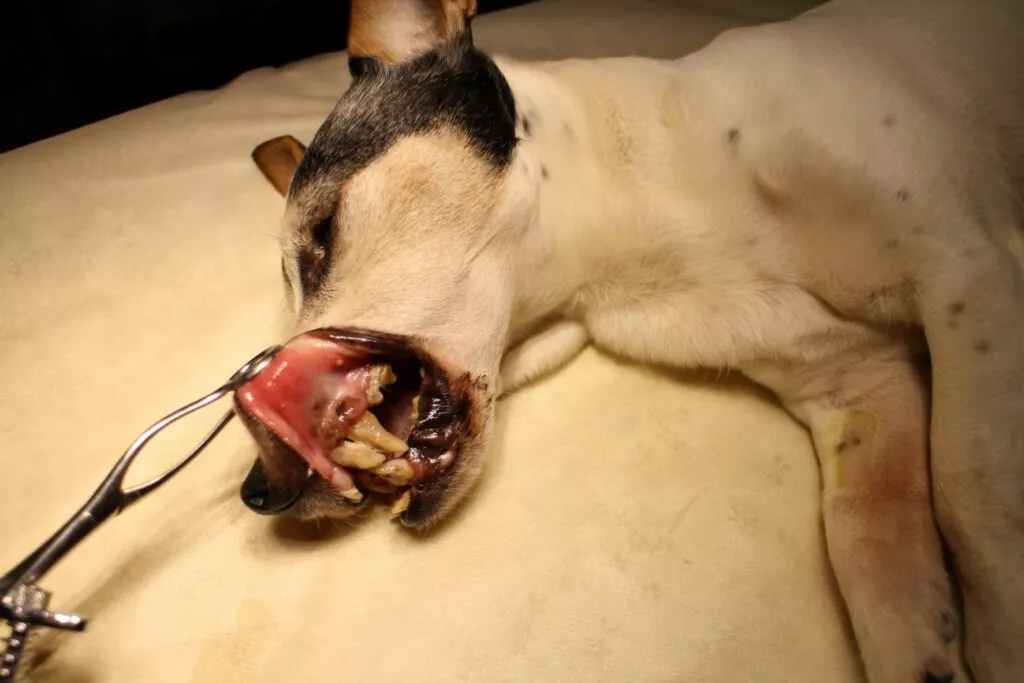 Câine care este sub anestezie la cabinetul medicului veterinar. Falca de sus este trasă cu ajutorul unui instrument medical pentru a vedea dinții câinelui
