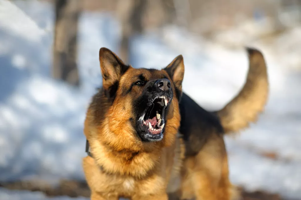 Câine Ciobănesc German care latră