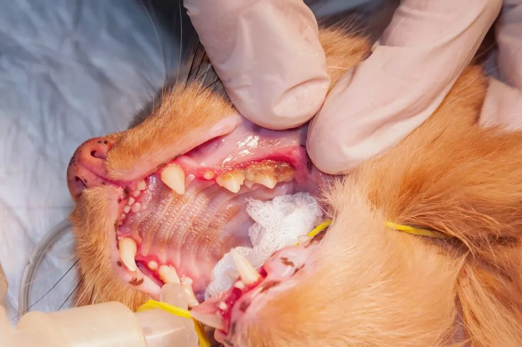Fotografie de aproape, cerul gurii unei pisici portocalii căreia i se face un detartraj sub anestezie