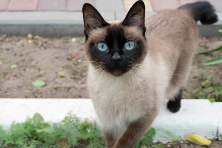 Pisica mekong bobtail afară în grădină, pisică bej cu mască neagră și ochi albaștri