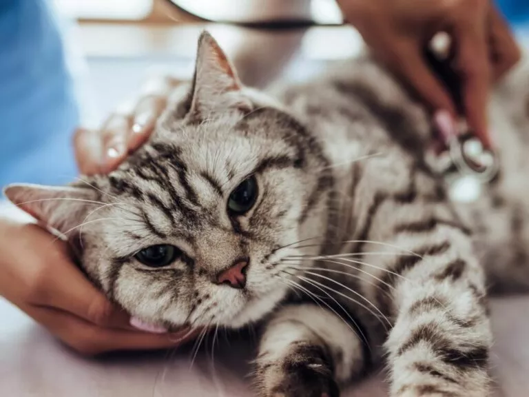 Pisică vărgată care este consultată de medicul veterinar