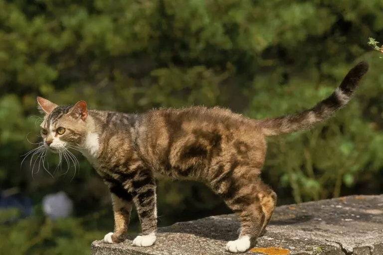 American Wirehair