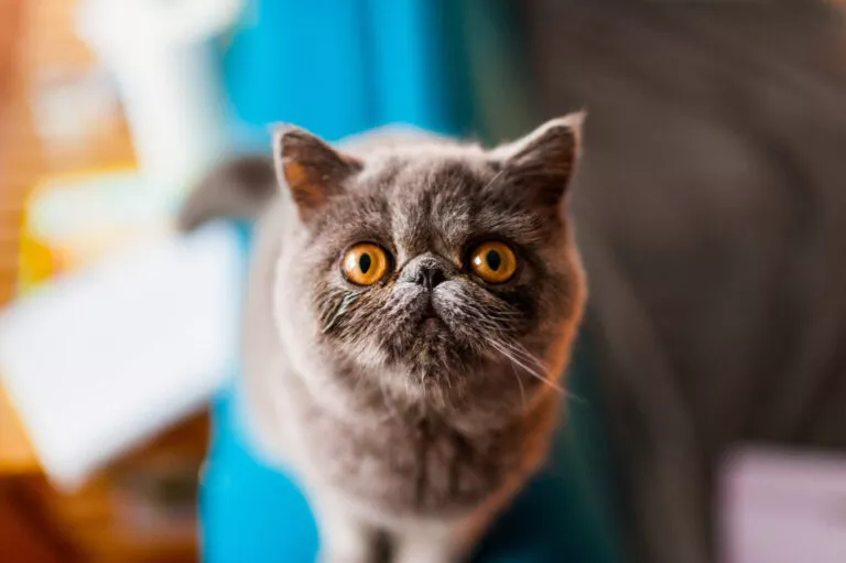 poză de aproape, portretul unei pisici din rasa exotic shorthair. Pisica este gri cu ochii galbeni și fața turtită