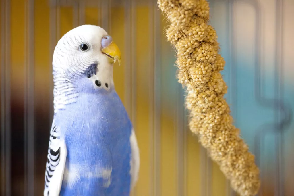 Peruș albastru cu alb care mănâncă dintr-o ghirlandă cu semințe