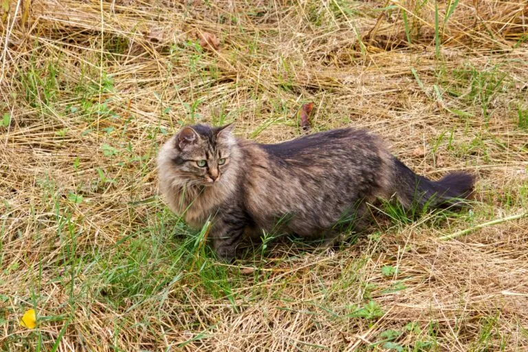 Pisica din rasa German Longhair.