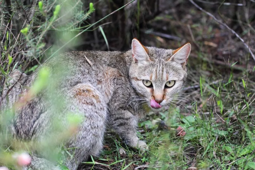 Pisica sălbatică africană (Felis silvestris lybica)