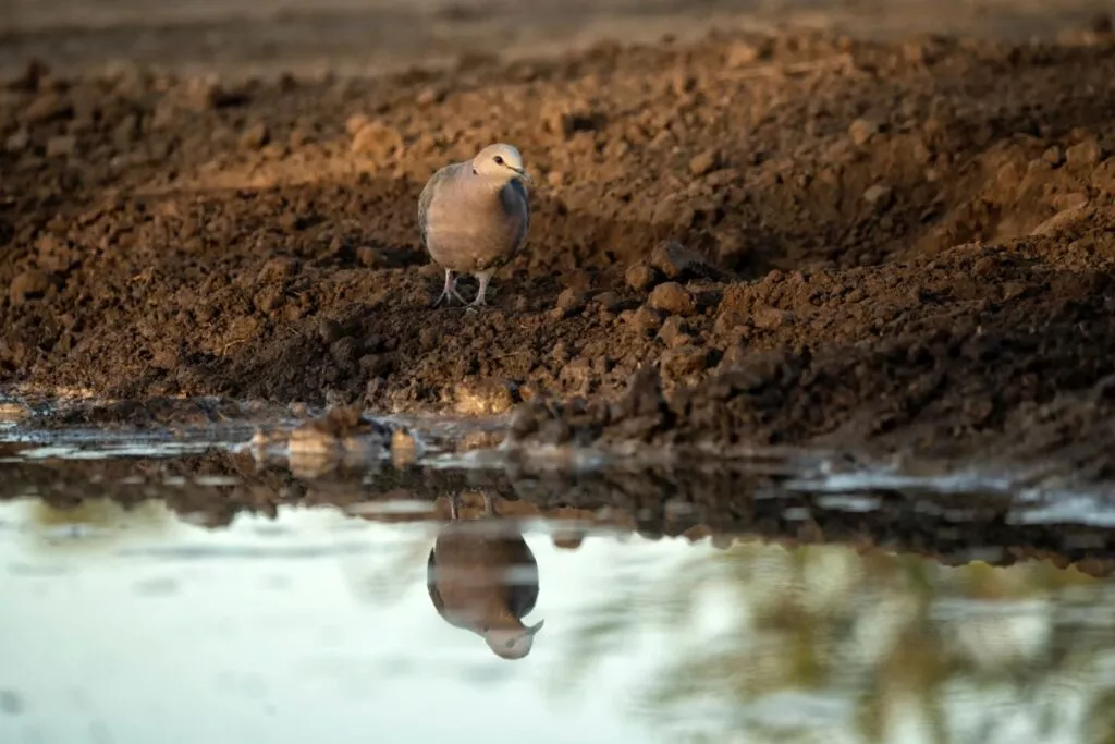 Porumbel african pe marginea unei ape, își vede reflexia în apă