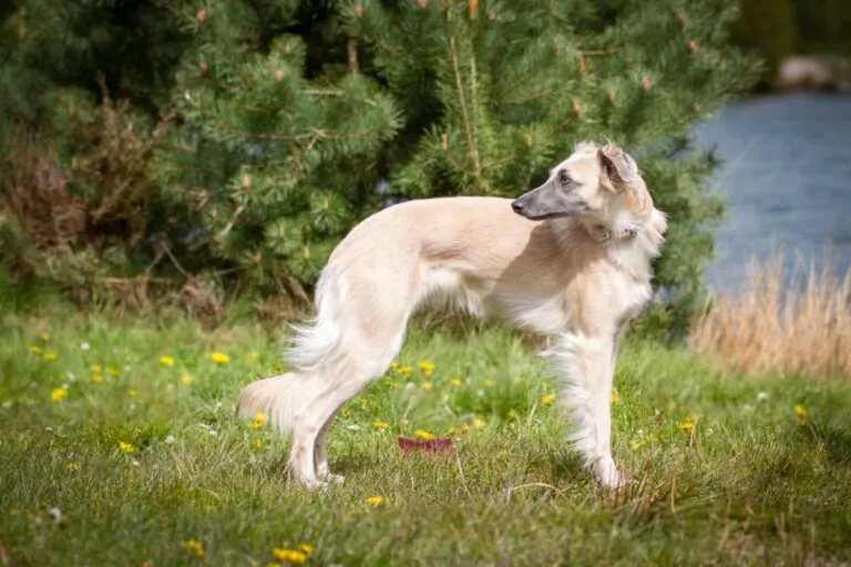 Whippet cu păr lung (Silken Windsprite) din profil, câine bej de talie mare cu părul lung și drept care stă pe iarbă