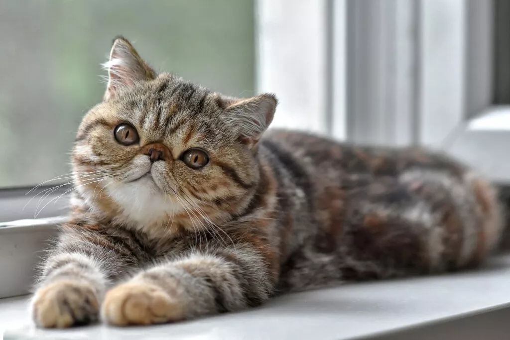Pisică din rasa exotic shorthair care stă întinsă pe un pervaz, pisica are model tigrat, fața turtită și ochii maro