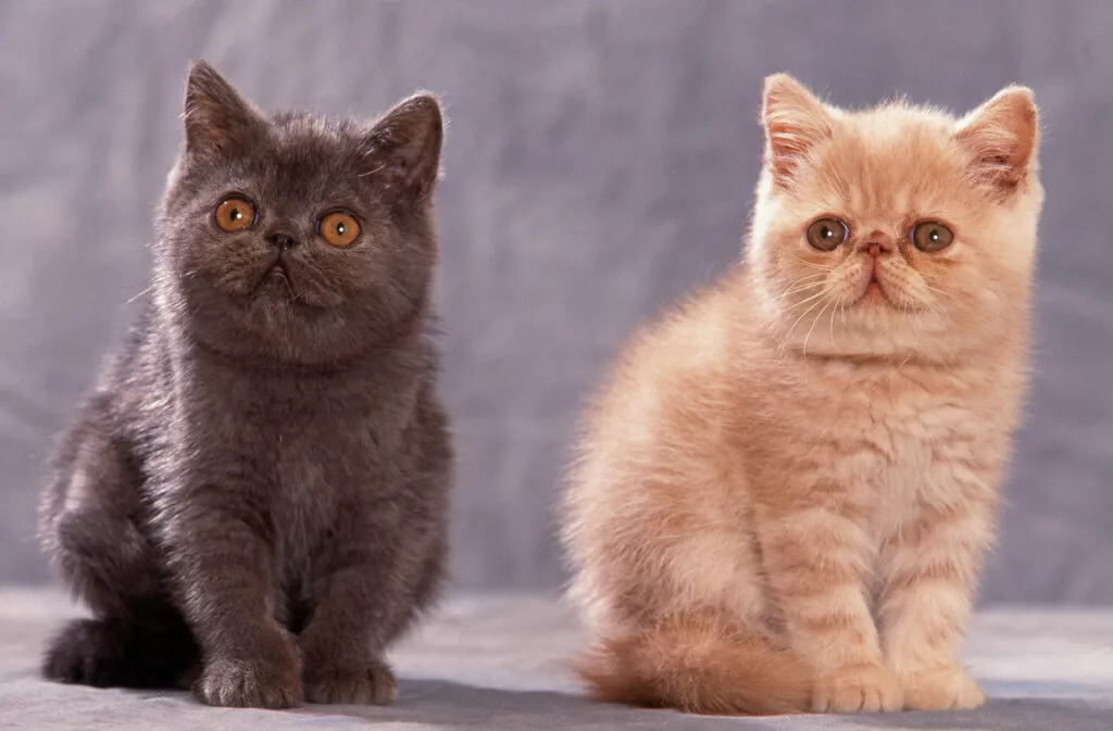 Două pisici exotic shorthair fotografiate în studio. Cele două stau în fund, fundalul este gri. Una dintre pisici este gri cu ochii galbeni, iar cealaltă este bej cu ochii maro