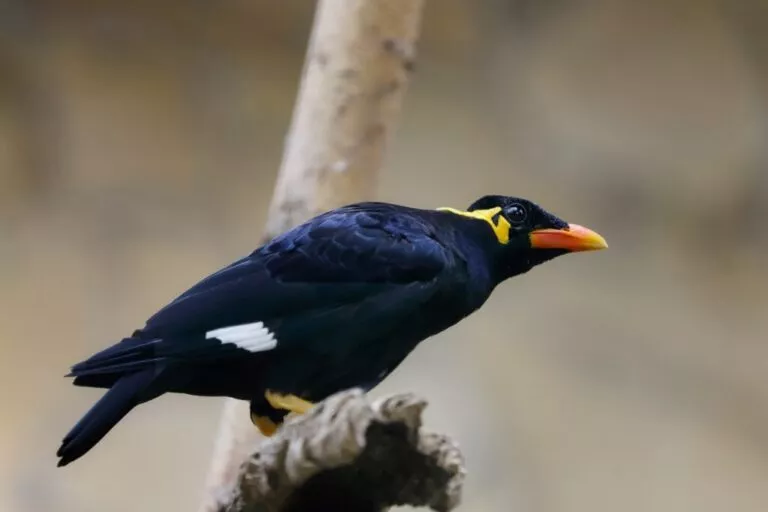 Mierla indiană pe ramură, pasăre cu corp negru și cioc portocaliu cu vârf galben.
