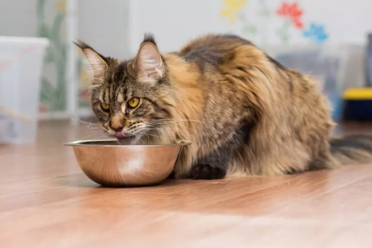 Pisica adultă Maine Coon mănâncă carne dintr-un bol de metal