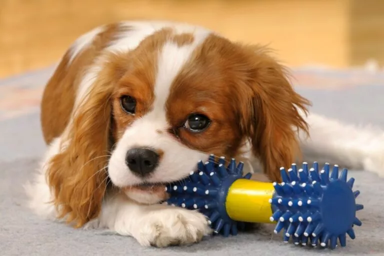 Cățeluș Cavalier King Charles Spaniel cu jucărie pentru câini