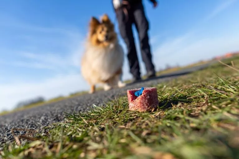Moameală otravită. Câine din rasa Rough Collie la plimbare pe un câmp alături de stăpân, în fața lor se află o bucată de carne cu otrava albastră pentru șoareci.