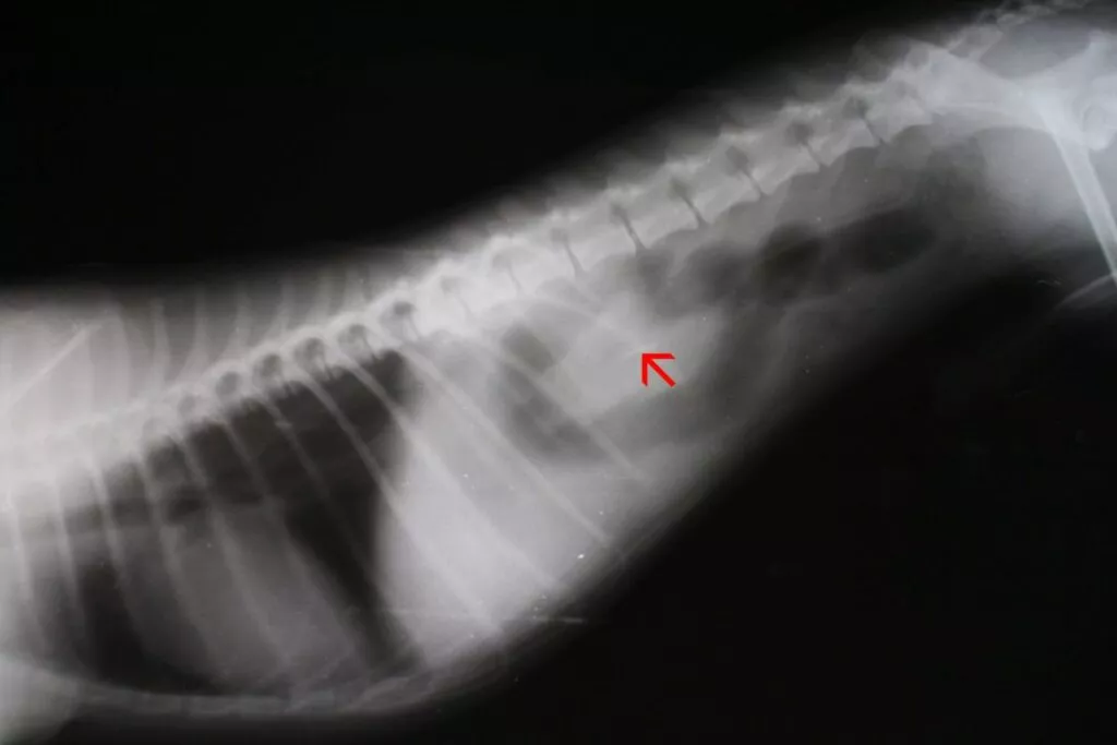 Corp străin (corpus alienum) în cavitatea abdominală a unui Yorkshire Terrier