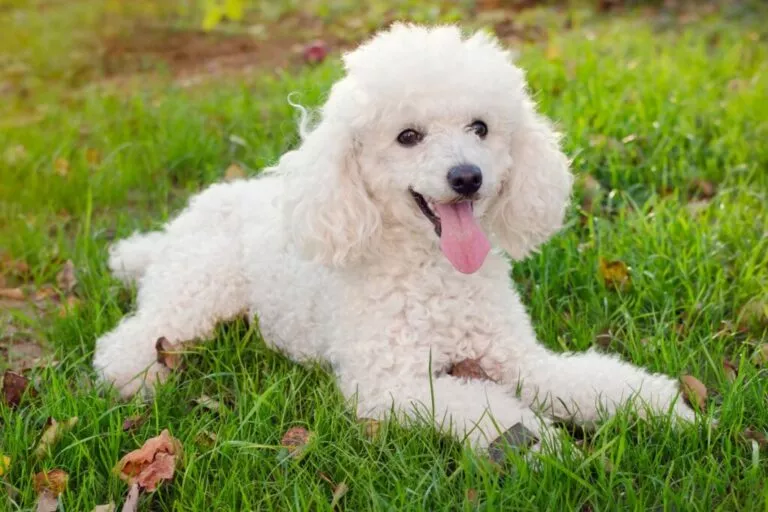 Câine alb din rasa pudel, stă întins pe iarbă cu limba scoasă afară