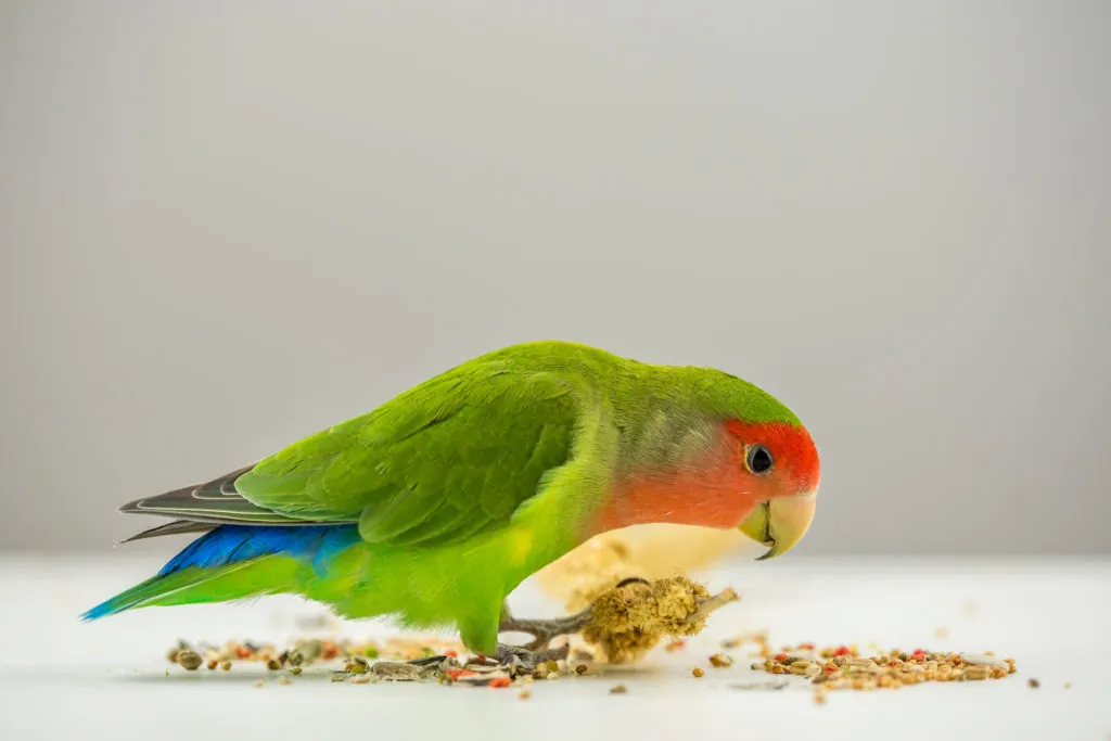 Poză de studio, papagal amorez care mănâncă semințe pe un fundal alb
