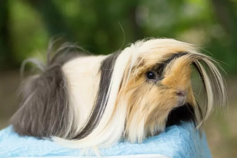 Porcușor de guineea peruvian, are blana lungă și un ciuf lung in vârful capului. Blana este alb sau bej cu gri închis