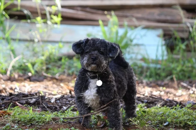 Schnoodle, câine din rasa Schnoodle cu blana neagră cârlionțată și pieptul gri sau alb. Are o zgardă cu medalion de identificare la gât