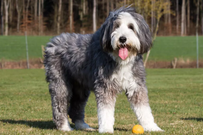 Câine Bearded Collie cu blana lungă gri pe un câmp verde