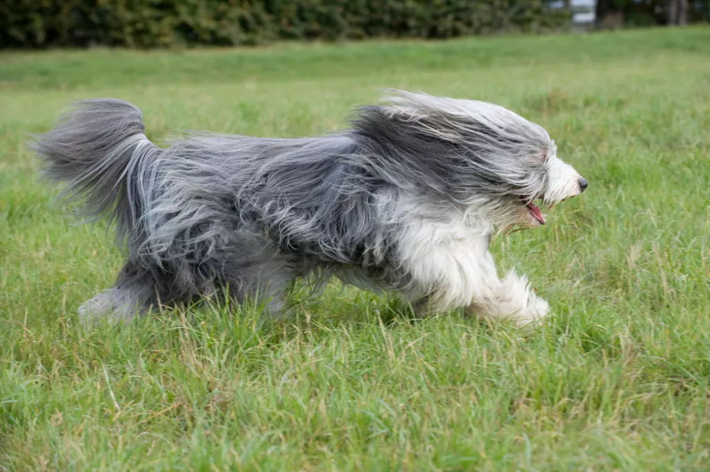 Bearded Collie care aleargă