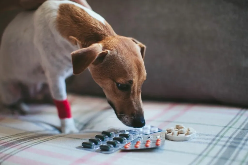 Câine care se miroase îngrijorat câteva pastile