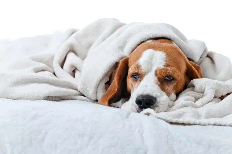 Beagle înfășurat într-o pătură