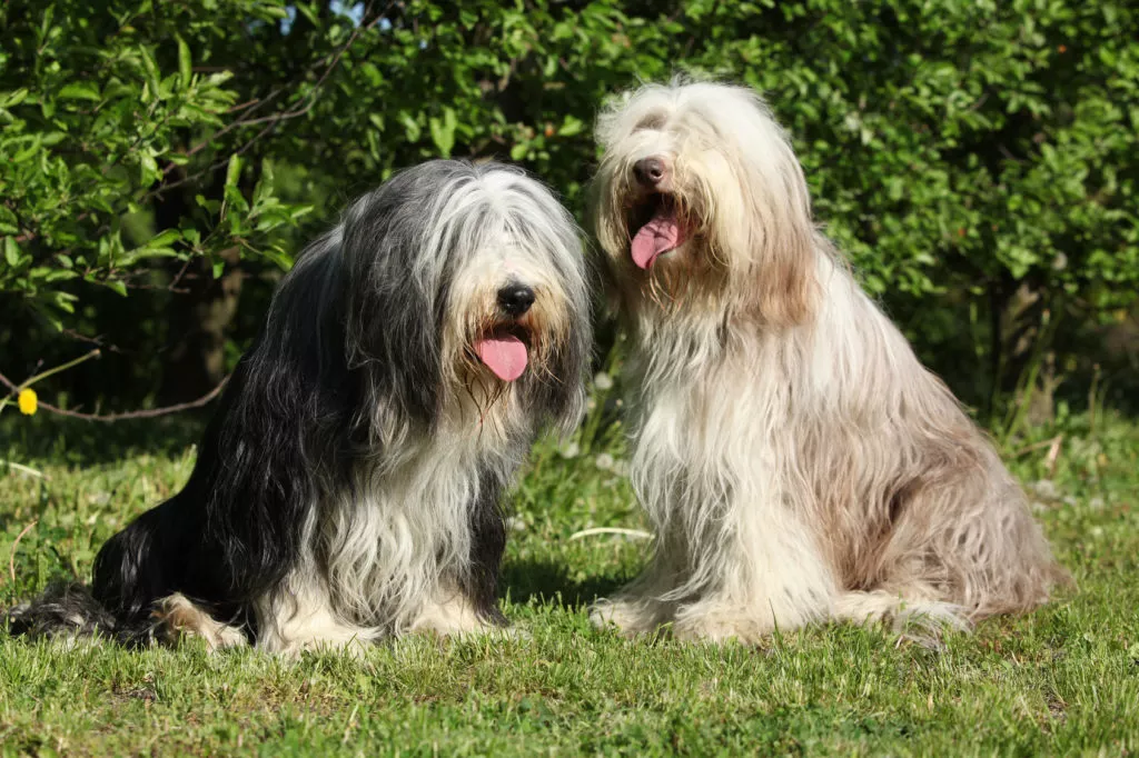 Doi câini din rasa Bearded Collie. În stânga unul închis la culoarea. Stă în fund cu limba afară. Cel din dreapta este deschis la culoare și se uită în sus cu limba afară