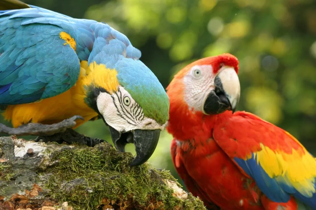 Doi papagali Ara în sălbăticie. În prim plan un papagal albstru cu galben, în plan secund un papagal roșu cu pene colorate pe aripi. Colorate și totuși înrudite: în stânga se află un papagal Ara cu pieptul galben, iar în dreapta un papagal Ara roșu deschis.