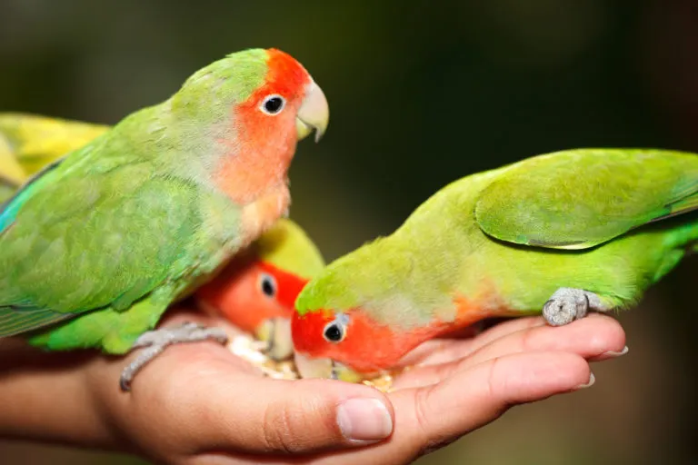 Alegeți hrana potrivită pentru pasărea iubirii. Trei păsări ale iubirii care mănâncă din palma cuiva