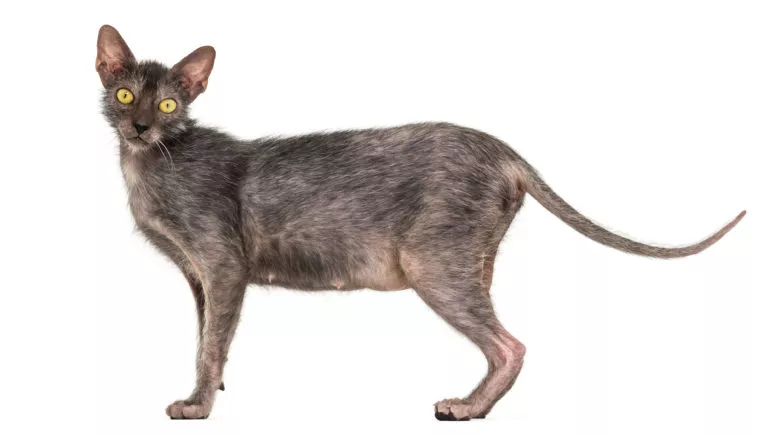 Pisică adultă din rasa lykoi, poză din lateral. Pisică cu ochi galbeni, oăr maroniu rar, fața lunguiață și coadă subțire. Fundal alb, fotografie de studio